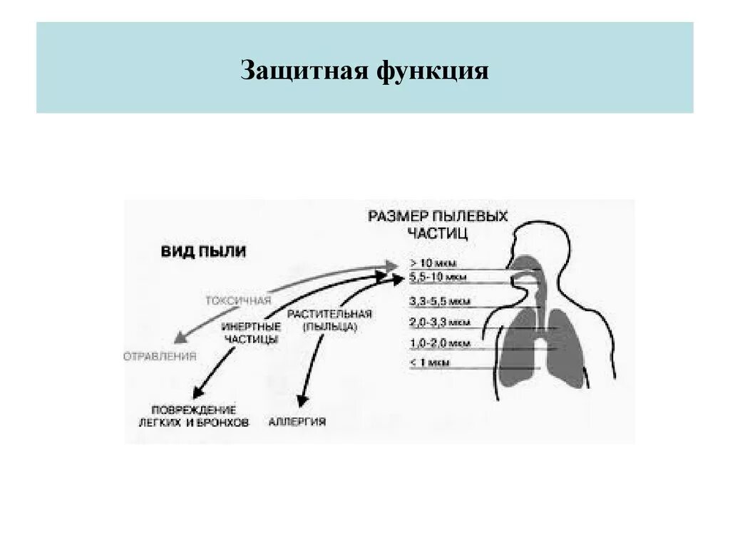 Каковы функции дыхания. Защитные системы дыхательной системы. Защитные функции органов дыхания. Защитная функция дыхания. Дыхательные защитные функции.