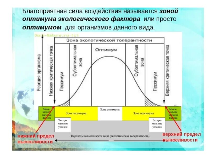 Диапазон выносливости это. Зона оптимума и пессимума. Зона оптимума зона пессимума. Схема действия экологического фактора. Зона оптимума экологического фактора.