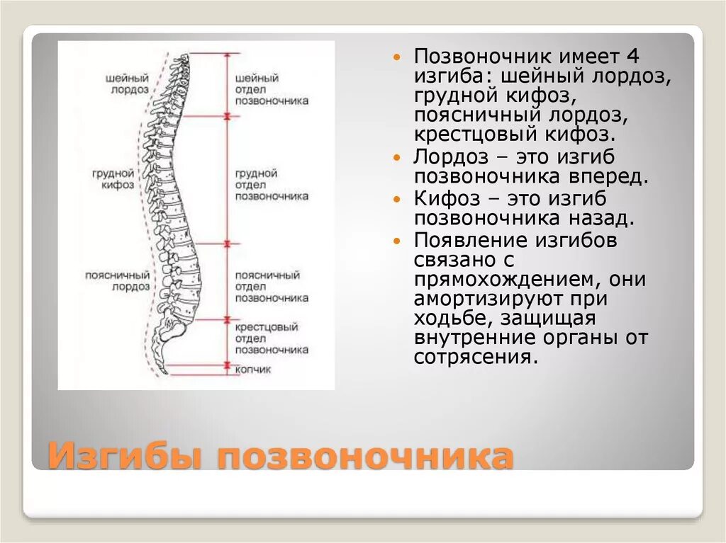 Отделы позвоночника у простейших. Лордозы и кифозы позвоночника анатомия. Перечислить физиологические изгибы позвоночника:. Строение позвоночника лордоз кифоз. Скелет туловища лордоз кифоз.