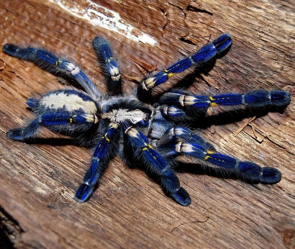 Паук птицеед Poecilotheria Metallica. Пецилотерия металлика. Poecilotheria Metallica паук. Поецелатерия металлика. Самые самые паукообразные