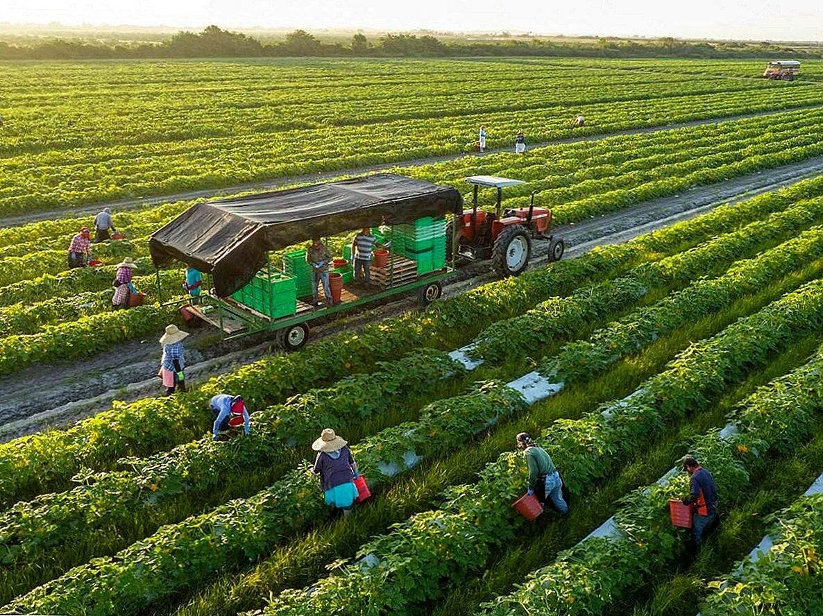 Field processing. Органическое сельское хозяйство Германии. Экологичное сельское хозяйство. Фермерское хозяйство. Промышленность и сельское хозяйство.