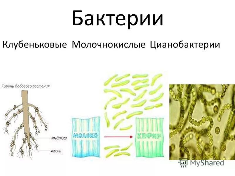 Клубеньковые бактерии значение