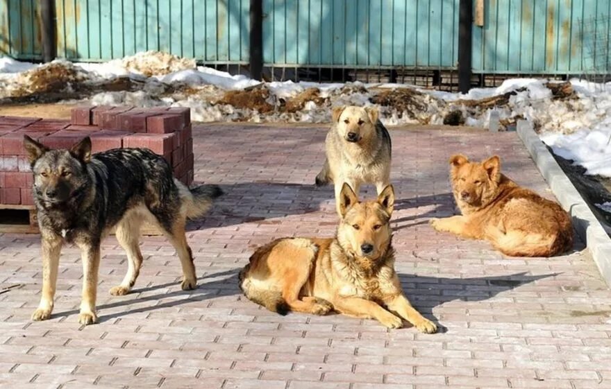 Жизнь собаки на улице