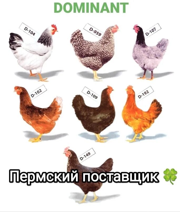 Доминант д149. Несушка доминант 107. доминант 107 порода кур. цыплята доминант 107. куры доминант голубой д 107.