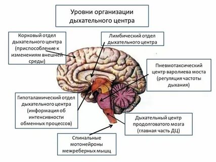 Центр дыхания и сердечно сосудистой деятельности