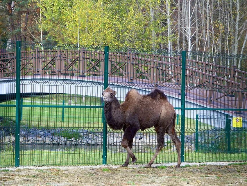 Пензенский зоопарк сайт. Пензенский зоопарк. Город Пенза зоопарк. Зоопарк Белгород.