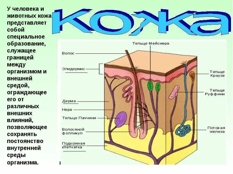 Урок строение и функции кожи 8 класс. Доклад о коже человека. доклад на тему кожа. кожа человека строение и функции. особенности строения кожи.
