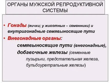 Гонады