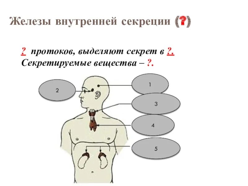 Протоки внутренней секреции. Железы внутренней секреции выделяют. железы внутренней секреции выделяют секрет. секреты желёз внутренней секреции. железы внутренней секреции протоки.