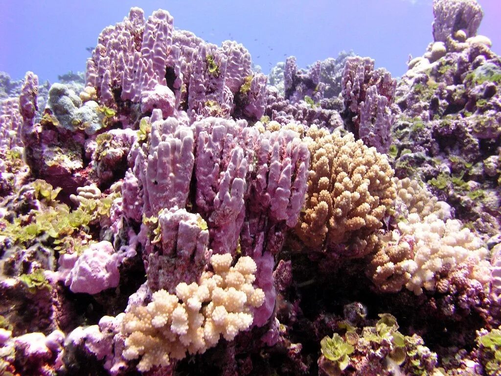 Тибетский морской цветок. Коралловый риф. Кораллы в море. Подводный мир кораллы. Морская растительность.