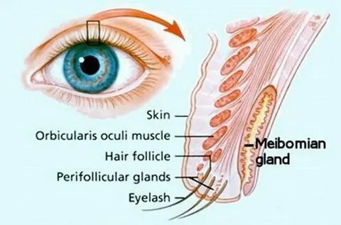 Blepharitis латынь