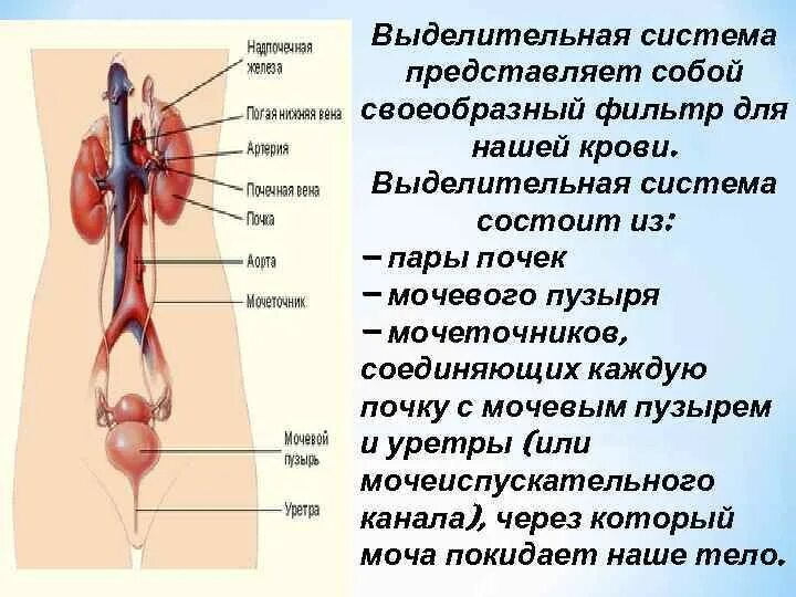 Строение почки и мочевого пузыря. Выделительная система человека строение почки. Функция мочеточника почки. Мочевыделительная система мочевой пузырь. Функции мочеточника анатомия.