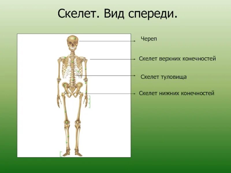 Скелет туловища скелет конечностей. Кости скелета биология 8 класс. Скелет человека биология 8 класс рисунок. Биология 8 класс тема скелет.