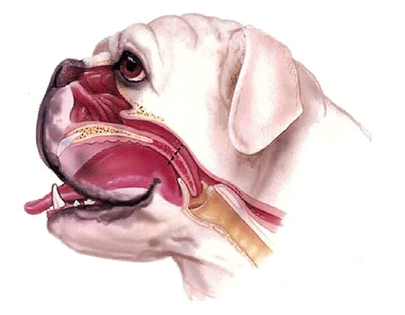 Брахицефалический синдром у МОПСА. Брахиоцефальные породы собак. Брахицефалический синдром у французского бульдога. Брахицефальный синдром у собак.
