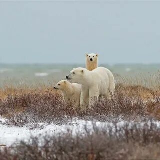 Черчилль город