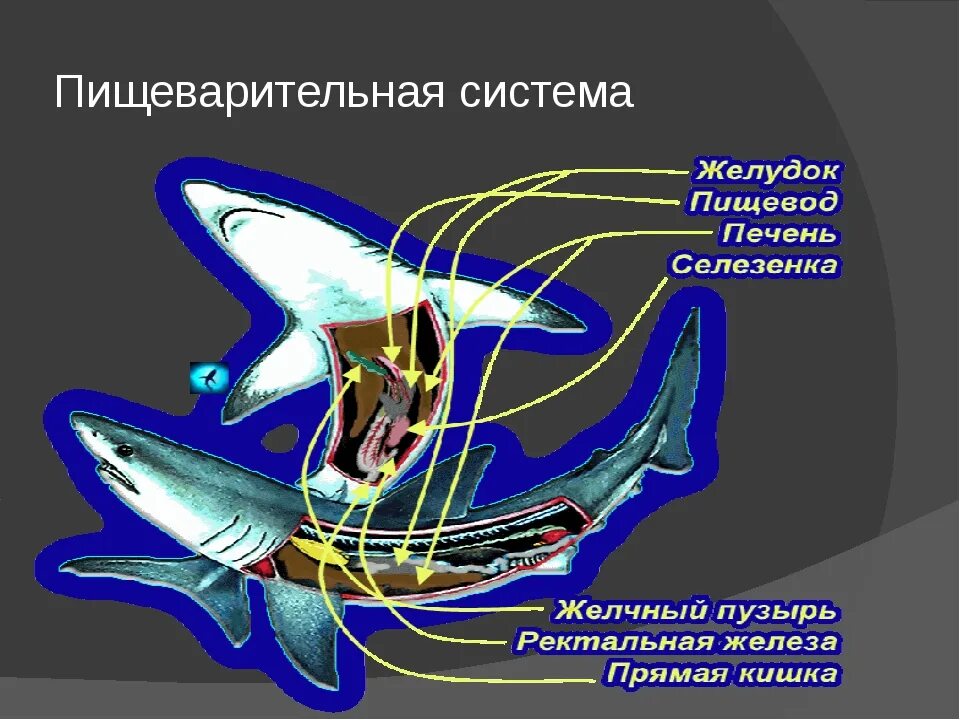 Внутренне строение хрящевых рыб. Строение пищеварительной системы хрящевых рыб. Дыхательная система хрящевых рыб. Строение пищеварительной системы акулы.