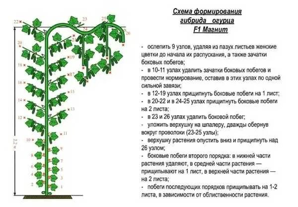 Схема пасынкования огурцов в теплице. Огурцы в теплице пасынкование.