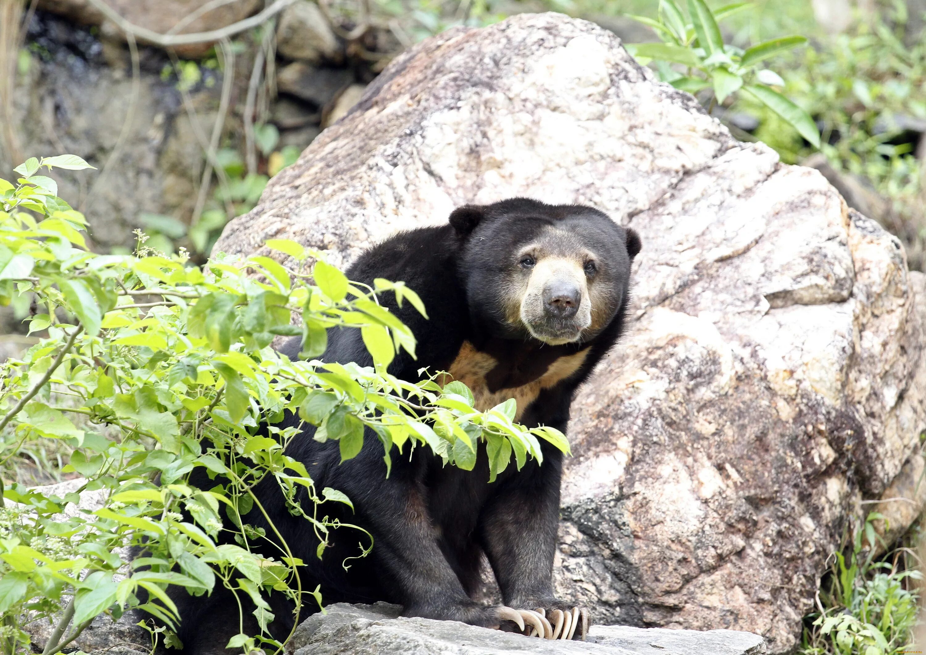 Медведи 06. Медведь в листьях. Медведь с листочком. Медвежонок с листиками.