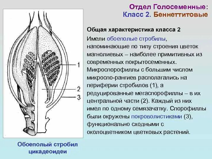 Каковы функции семязачатка. Стробилы беннеттитовых. Беннеттитовые характеристика. Класс беннеттитовые общая характеристика. Строение микроспорофилла.