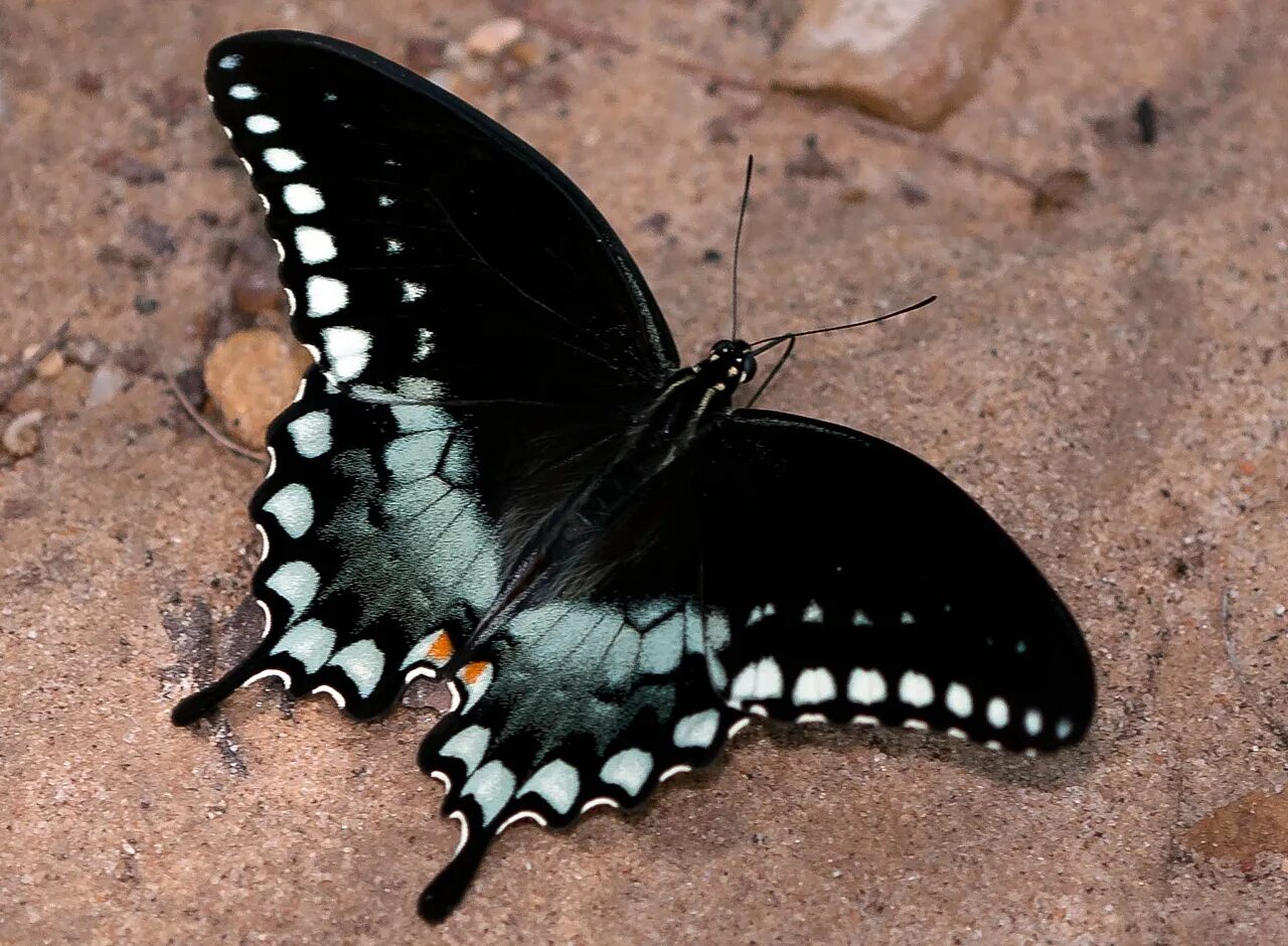 Бабочка черный глянец. Бабочка черная вдова. Темная бабочка. Черный мотылек. Чёрная бабочка насекомое.