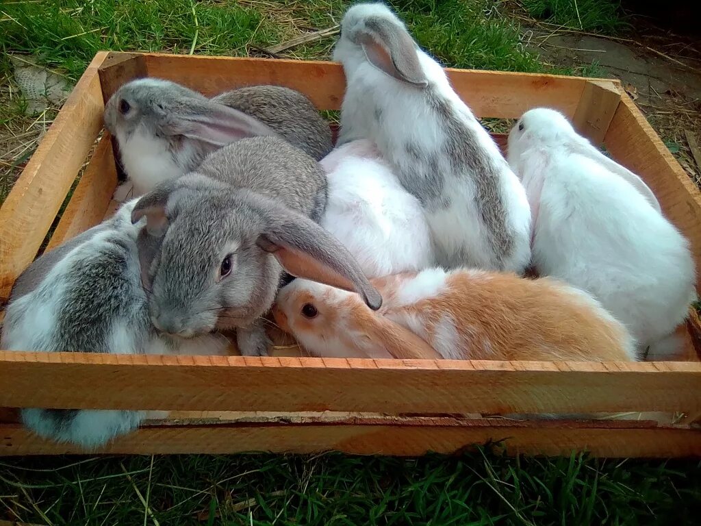 Авито породы кроликов