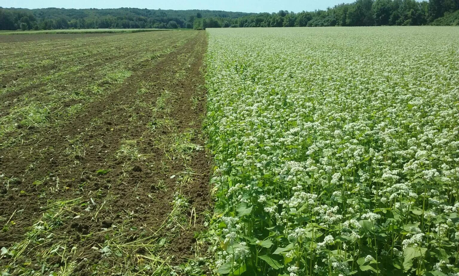 How to crop image. Поле с покровными культурами. cover crops. cultivated plants of the farm. croplar.