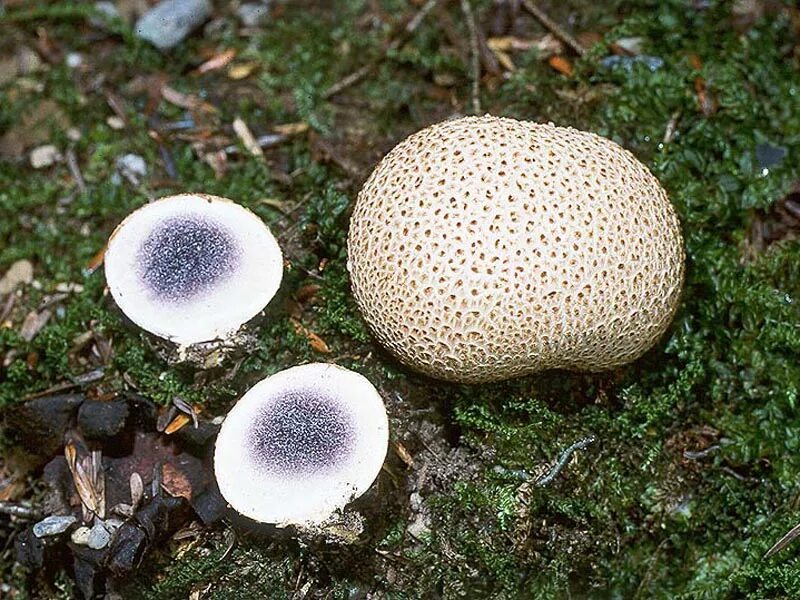 Как называется гриб вызвавший глобальную пандемию. Сатанинский гриб ядовитый. Гриб энтолома голубая. Ежовик кровоточащий / hydnellum peckii. Опасность отравления ядовитыми грибами.