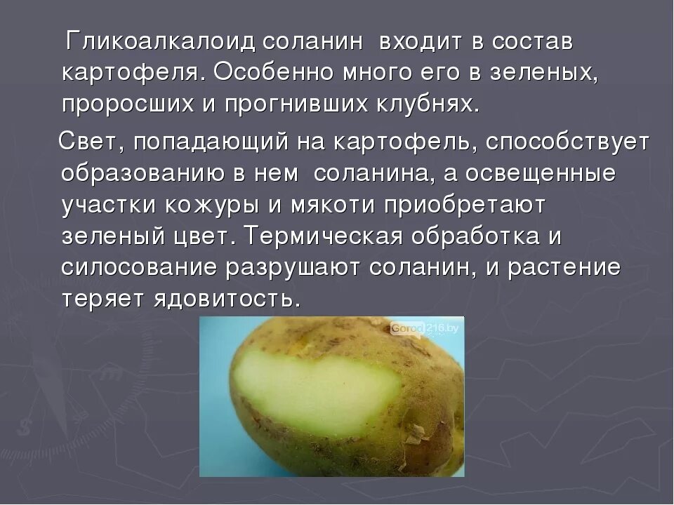 Соланин в клубнях картофеля. Соланин в позеленевшем картофеле. Ядовитое вещество в картофеле. Ядовитые клубни картофеля. Почему картошке можно