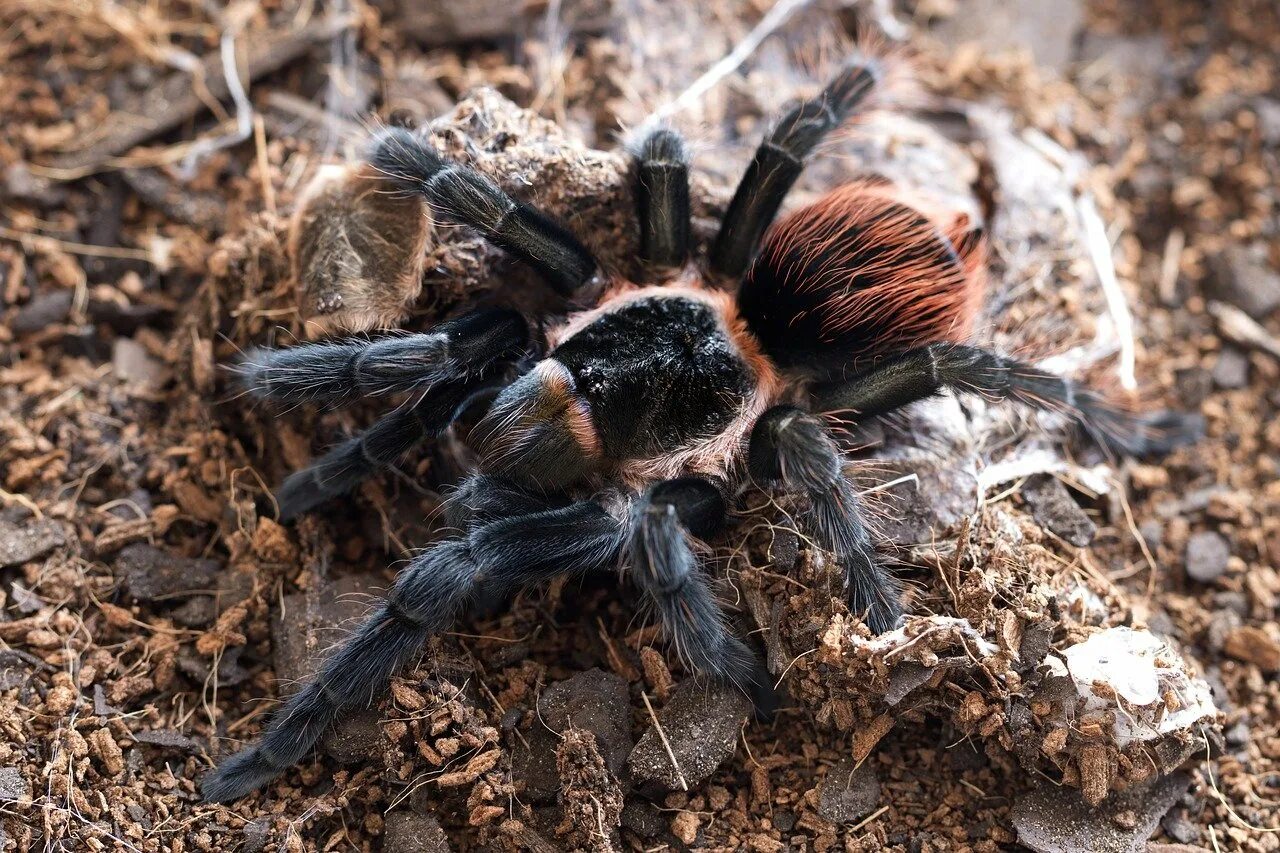 Брахипельма ваганс. Паук Тарантул. Brachypelma Vagans самец. Паук птицеед Brachypelma Vagans.