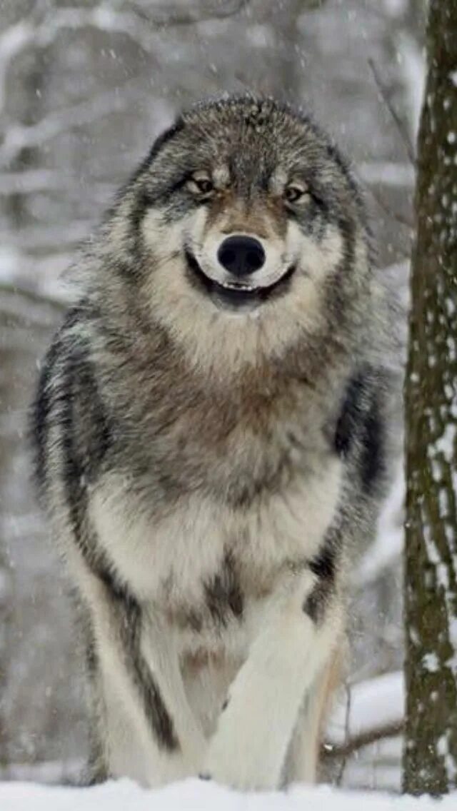 Photo Funny animals, Wolf life, Wolf dog