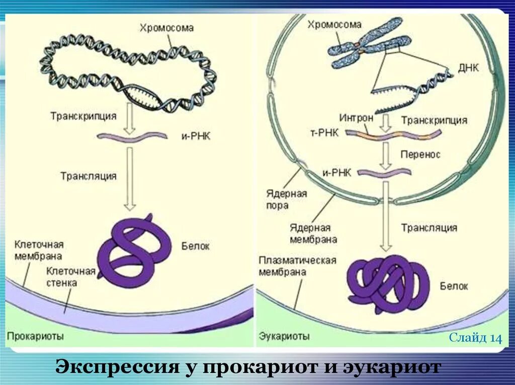 Механизм биосинтеза. Схема регуляции синтеза белка у прокариот и эукариот. Схема синтеза белка эукариот. Биосинтез белка в клетках эукариот. Схема синтеза белка в эукариотической клетке.