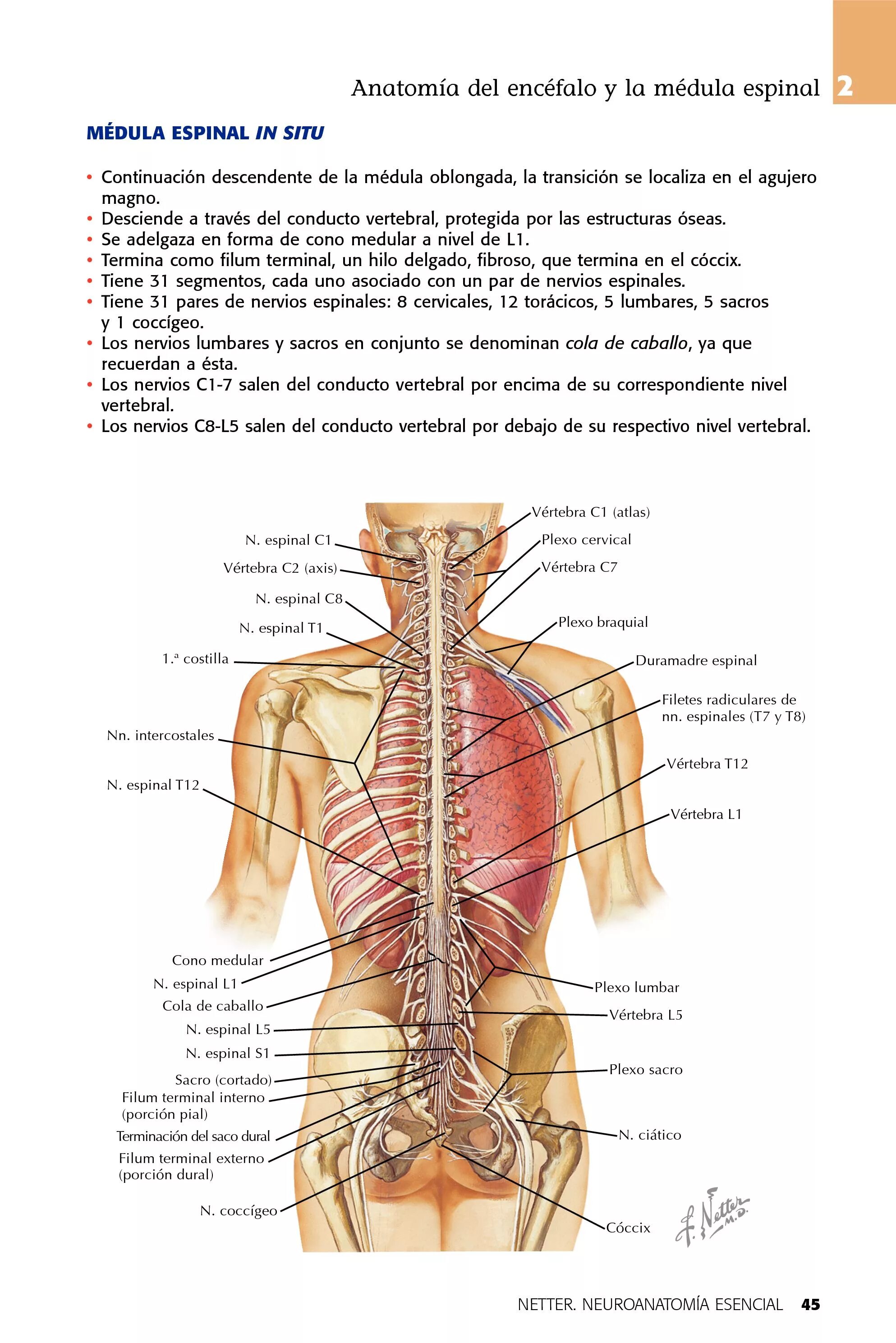 Строение человека внутренние со спины. Спина человека анатомия. Расположение всех органов со спины. Внутренние органы со спины.