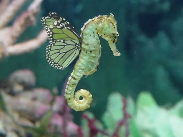 Большебрюхий морской конек. Морской конек цветной. Детеныши морских коньков. Морской конек с детенышами.