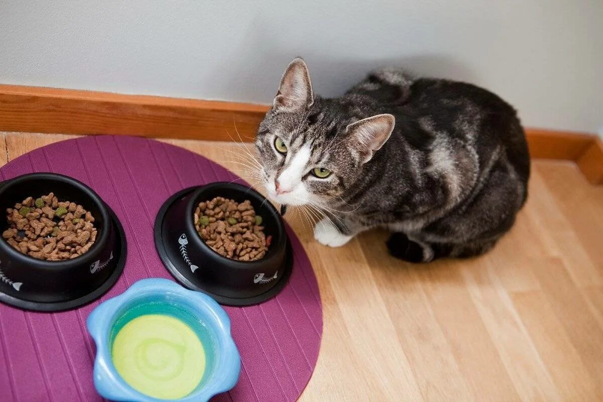 Кошка перестала кушать. Корм для кошек. Питание котов. Еда для котят. Еда для котов в домашних.