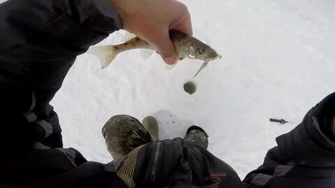 Ловля берша зимой на тюльку