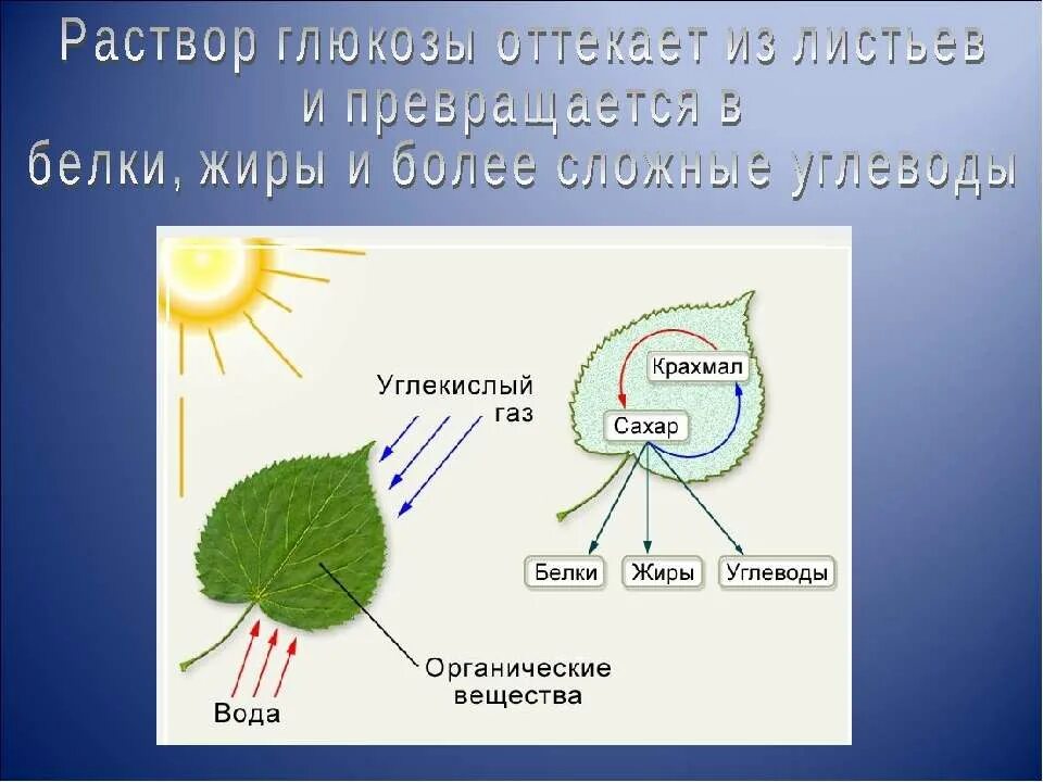 Впервые значение хлорофилла установил русский ученый