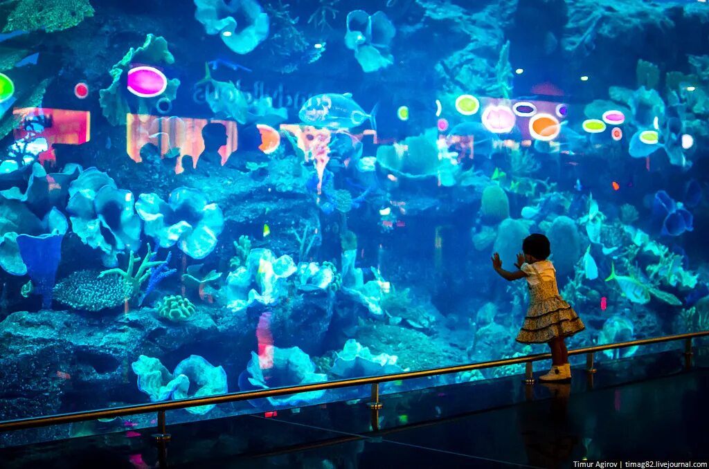 Подводный зоопарк в Дубай Молл. Дубай Молл аквариум. Дубай Молл океанариум зоопарк. Дубайский океанариум в Дубай молле. Aquaria цена