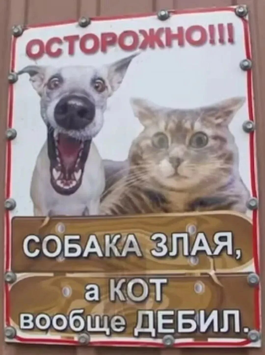 Митинг кричит. Злой дебил. Табличка злая собака а кот вообще дебил. Я дебил что делать. Злой дебил.