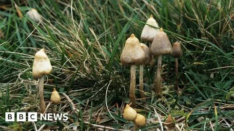 Грибы растут в течение всей жизни