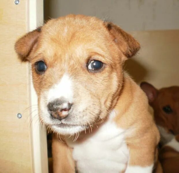 Щенок 4 недели стойка. Щенки 4 недели. Щенок 4 недели. Щенки немецкой овчарки 2 недели. Щенки 4 недели.