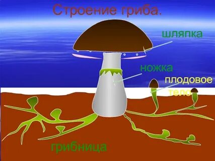 Грибы строение и жизнедеятельность