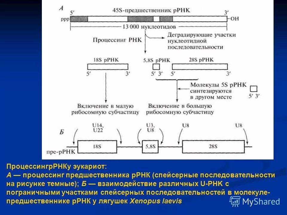 Процессинг РРНК У прокариот. Процессинг МРНК У прокариот. Этапы процессинга РНК У эукариот. Процессинг ТРНК У эукариот. Последовательность этапов процессинга