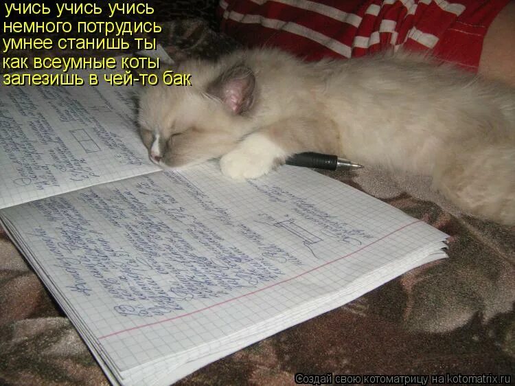 Работать без устали как пишется. Смешные стихи про учебу. Кот учится. Кот устал учиться. Кот на уроке.