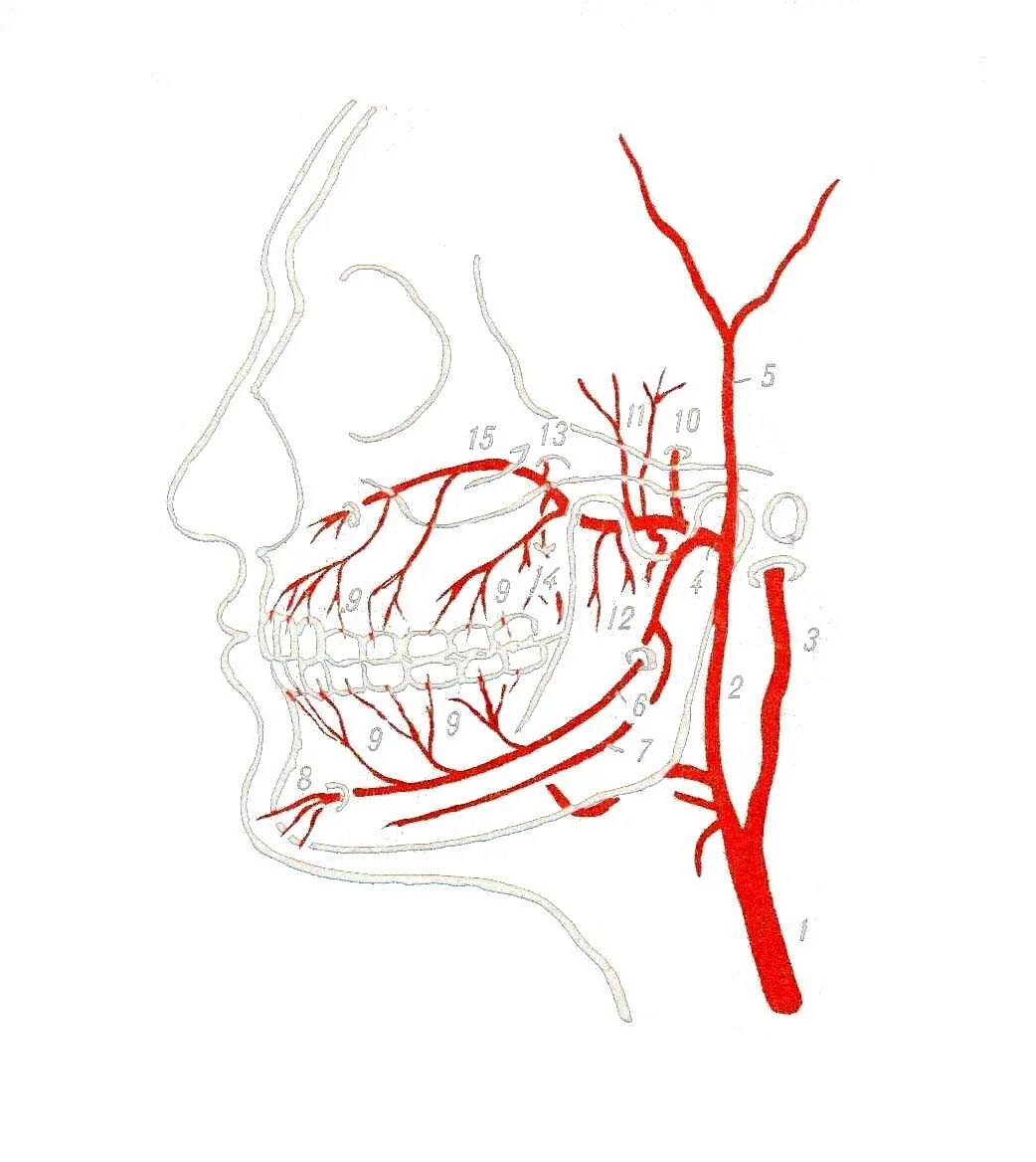 A maxillaris. Верхнечелюстная артерия анатомия ветви. Верхнечелюстная артерия схема. Наружная Сонная артерия верхнечелюстная. Артерии верхнечелюстной артерии.