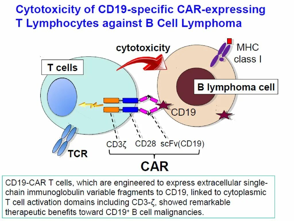 Car-t Cell. Ко Рецептор cd28. Cellular cytotoxicity. Т-клетки car-t.