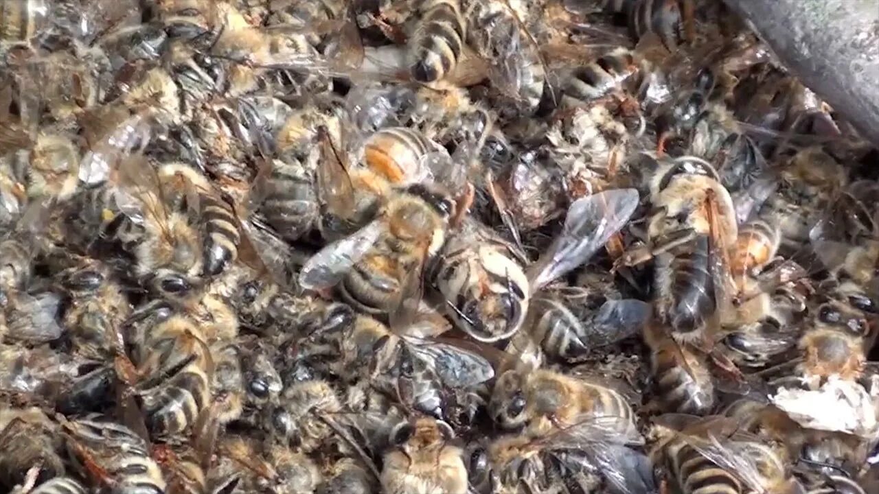 Купить пчел в калужской области. Гибель пчел. Пчеловодство в Калужской области. Курская область: произошла массовая гибель пчел. Массовая гибель пчёл в колонии.