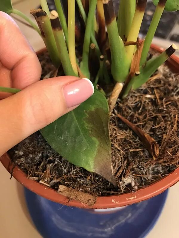 антуриум стрелка цветоноса. цветонос антуриума. у антуриум красноватые листья. антуриум принцесса амалия элеганс. цветоносы антуриума хрустального.