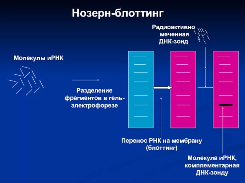 Метод биологии разделение фрагментов днк по длине. Метод биологии разделение фрагментов днк по длине