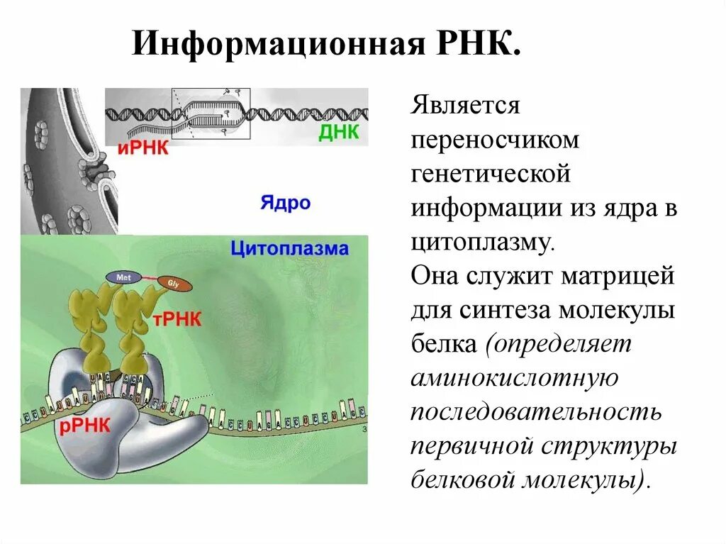Роль цитоплазмы в передаче наследственной информации