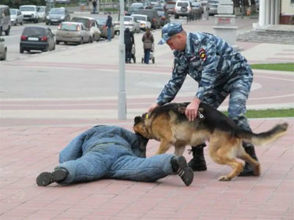 Полицейский с собакой. Полицейский с собакой догоняет преступника. Немецкая овчарка задерживает преступника. Собаки в полиции. Захват животных